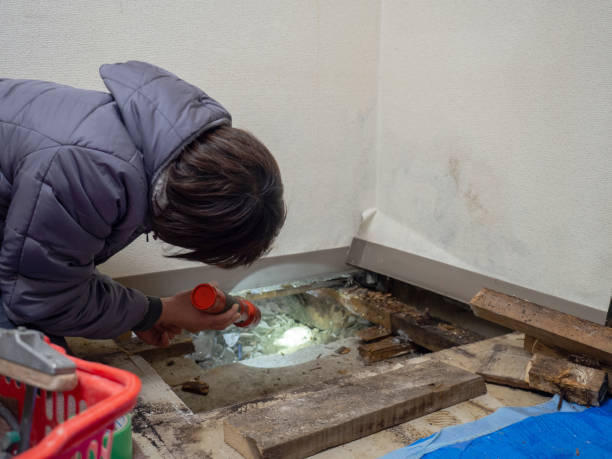 Best HVAC Mold Inspection and Cleaning  in Beecher, MI
