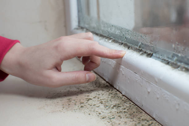 Best Basement Mold Removal  in Beecher, MI