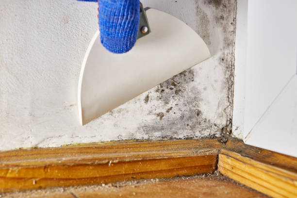 Best Post-Construction Mold Inspection  in Beecher, MI